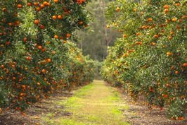 campo de naranjos
